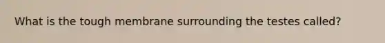 What is the tough membrane surrounding the testes called?