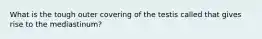 What is the tough outer covering of the testis called that gives rise to the mediastinum?