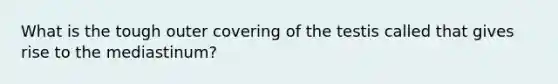 What is the tough outer covering of the testis called that gives rise to the mediastinum?