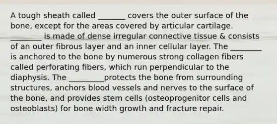 A tough sheath called _______ covers the outer surface of the bone, except for the areas covered by articular cartilage. ________ is made of dense irregular connective tissue & consists of an outer fibrous layer and an inner cellular layer. The ________ is anchored to the bone by numerous strong collagen fibers called perforating fibers, which run perpendicular to the diaphysis. The _________protects the bone from surrounding structures, anchors blood vessels and nerves to the surface of the bone, and provides stem cells (osteoprogenitor cells and osteoblasts) for bone width growth and fracture repair.