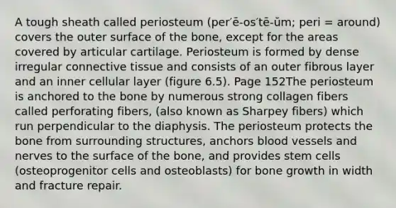 A tough sheath called periosteum (per′ē-os′tē-ŭm; peri = around) covers the outer surface of the bone, except for the areas covered by articular cartilage. Periosteum is formed by dense irregular connective tissue and consists of an outer fibrous layer and an inner cellular layer (figure 6.5). Page 152The periosteum is anchored to the bone by numerous strong collagen fibers called perforating fibers, (also known as Sharpey fibers) which run perpendicular to the diaphysis. The periosteum protects the bone from surrounding structures, anchors blood vessels and nerves to the surface of the bone, and provides stem cells (osteoprogenitor cells and osteoblasts) for bone growth in width and fracture repair.