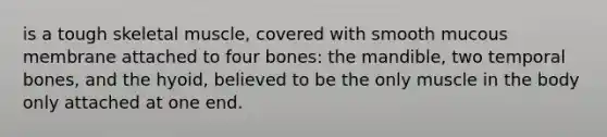 is a tough skeletal muscle, covered with smooth mucous membrane attached to four bones: the mandible, two temporal bones, and the hyoid, believed to be the only muscle in the body only attached at one end.