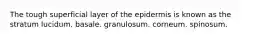 The tough superficial layer of the epidermis is known as the stratum lucidum. basale. granulosum. corneum. spinosum.