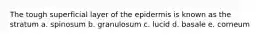 The tough superficial layer of the epidermis is known as the stratum a. spinosum b. granulosum c. lucid d. basale e. corneum