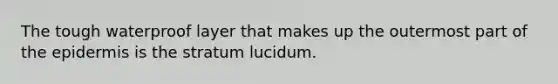 The tough waterproof layer that makes up the outermost part of the epidermis is the stratum lucidum.