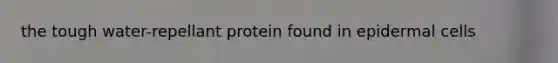 the tough water-repellant protein found in epidermal cells