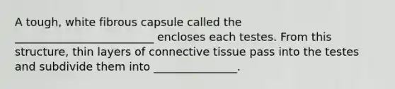 A tough, white fibrous capsule called the _________________________ encloses each testes. From this structure, thin layers of connective tissue pass into the testes and subdivide them into _______________.