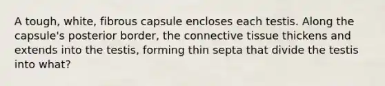 A tough, white, fibrous capsule encloses each testis. Along the capsule's posterior border, the connective tissue thickens and extends into the testis, forming thin septa that divide the testis into what?