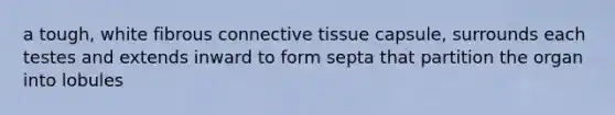 a tough, white fibrous connective tissue capsule, surrounds each testes and extends inward to form septa that partition the organ into lobules