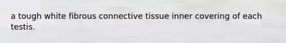 a tough white fibrous connective tissue inner covering of each testis.