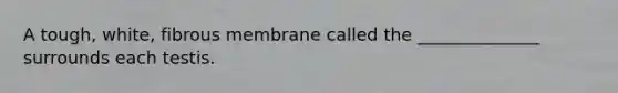 A tough, white, fibrous membrane called the ______________ surrounds each testis.