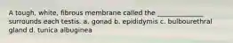 A tough, white, fibrous membrane called the ______________ surrounds each testis. a. gonad b. epididymis c. bulbourethral gland d. tunica albuginea