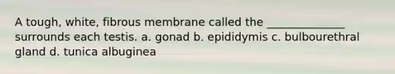 A tough, white, fibrous membrane called the ______________ surrounds each testis. a. gonad b. epididymis c. bulbourethral gland d. tunica albuginea