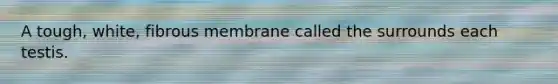 A tough, white, fibrous membrane called the surrounds each testis.