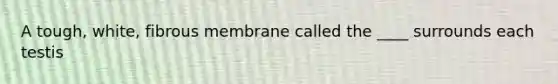 A tough, white, fibrous membrane called the ____ surrounds each testis