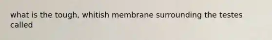 what is the tough, whitish membrane surrounding the testes called