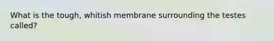 What is the tough, whitish membrane surrounding the testes called?