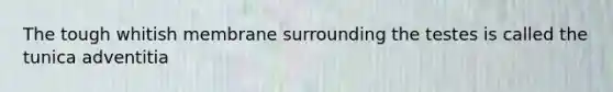 The tough whitish membrane surrounding the testes is called the tunica adventitia