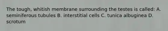 The tough, whitish membrane surrounding the testes is called: A. seminiferous tubules B. interstitial cells C. tunica albuginea D. scrotum