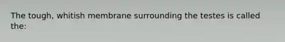 The tough, whitish membrane surrounding the testes is called the: