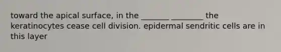 toward the apical surface, in the _______ ________ the keratinocytes cease cell division. epidermal sendritic cells are in this layer