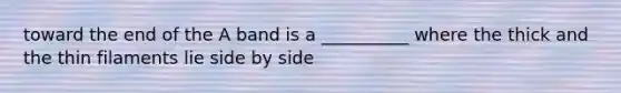 toward the end of the A band is a __________ where the thick and the thin filaments lie side by side