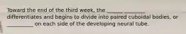 Toward the end of the third week, the ______ ________ differentiates and begins to divide into paired cuboidal bodies, or __________ on each side of the developing neural tube.