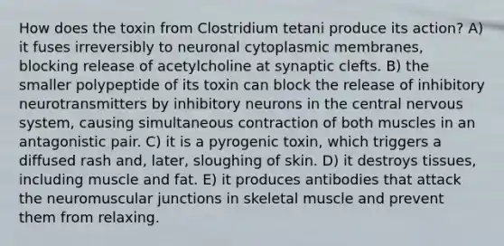 How does the toxin from Clostridium tetani produce its action? A) it fuses irreversibly to neuronal cytoplasmic membranes, blocking release of acetylcholine at synaptic clefts. B) the smaller polypeptide of its toxin can block the release of inhibitory neurotransmitters by inhibitory neurons in the central <a href='https://www.questionai.com/knowledge/kThdVqrsqy-nervous-system' class='anchor-knowledge'>nervous system</a>, causing simultaneous contraction of both muscles in an antagonistic pair. C) it is a pyrogenic toxin, which triggers a diffused rash and, later, sloughing of skin. D) it destroys tissues, including muscle and fat. E) it produces antibodies that attack the neuromuscular junctions in skeletal muscle and prevent them from relaxing.