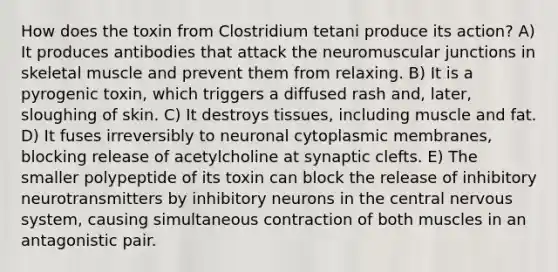 How does the toxin from Clostridium tetani produce its action? A) It produces antibodies that attack the neuromuscular junctions in skeletal muscle and prevent them from relaxing. B) It is a pyrogenic toxin, which triggers a diffused rash and, later, sloughing of skin. C) It destroys tissues, including muscle and fat. D) It fuses irreversibly to neuronal cytoplasmic membranes, blocking release of acetylcholine at synaptic clefts. E) The smaller polypeptide of its toxin can block the release of inhibitory neurotransmitters by inhibitory neurons in the central nervous system, causing simultaneous contraction of both muscles in an antagonistic pair.