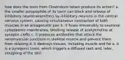 how does the toxin from Clostridium tetani produce its action? a. the smaller polypeptide of its toxin can block and release of inhibitory neurotransmitters by inhibitory neurons in the central nervous system, causing simultaneous contraction of both muscles in an antagonistic pair b. it fuses irreversibly to neuronal cytoplasmic membranes, blocking release of acetylcholine at synaptic clefts c. it produces antibodies that attack the neromuscular junctions in skeletal muscle and prevent them from relaxing d. it destroys tissues, including muscle and fat e. it is a pyrogenic toxin, which triggers a diffused rash and, later, sloughing of the skin