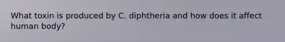 What toxin is produced by C. diphtheria and how does it affect human body?