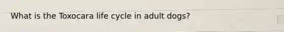 What is the Toxocara life cycle in adult dogs?