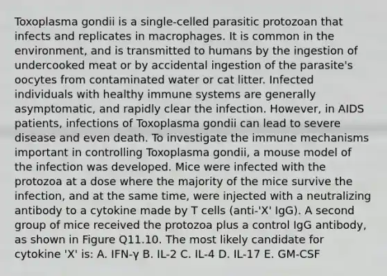 Toxoplasma gondii is a single-celled parasitic protozoan that infects and replicates in macrophages. It is common in the environment, and is transmitted to humans by the ingestion of undercooked meat or by accidental ingestion of the parasite's oocytes from contaminated water or cat litter. Infected individuals with healthy immune systems are generally asymptomatic, and rapidly clear the infection. However, in AIDS patients, infections of Toxoplasma gondii can lead to severe disease and even death. To investigate the immune mechanisms important in controlling Toxoplasma gondii, a mouse model of the infection was developed. Mice were infected with the protozoa at a dose where the majority of the mice survive the infection, and at the same time, were injected with a neutralizing antibody to a cytokine made by T cells (anti-'X' IgG). A second group of mice received the protozoa plus a control IgG antibody, as shown in Figure Q11.10. The most likely candidate for cytokine 'X' is: A. IFN-γ B. IL-2 C. IL-4 D. IL-17 E. GM-CSF