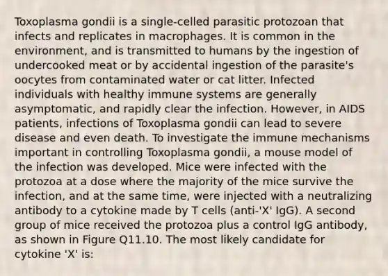 Toxoplasma gondii is a single-celled parasitic protozoan that infects and replicates in macrophages. It is common in the environment, and is transmitted to humans by the ingestion of undercooked meat or by accidental ingestion of the parasite's oocytes from contaminated water or cat litter. Infected individuals with healthy immune systems are generally asymptomatic, and rapidly clear the infection. However, in AIDS patients, infections of Toxoplasma gondii can lead to severe disease and even death. To investigate the immune mechanisms important in controlling Toxoplasma gondii, a mouse model of the infection was developed. Mice were infected with the protozoa at a dose where the majority of the mice survive the infection, and at the same time, were injected with a neutralizing antibody to a cytokine made by T cells (anti-'X' IgG). A second group of mice received the protozoa plus a control IgG antibody, as shown in Figure Q11.10. The most likely candidate for cytokine 'X' is: