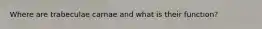 Where are trabeculae carnae and what is their function?