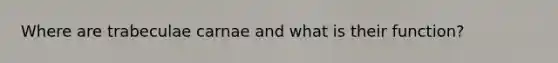 Where are trabeculae carnae and what is their function?