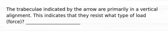 The trabeculae indicated by the arrow are primarily in a vertical alignment. This indicates that they resist what type of load (force)? _______________________