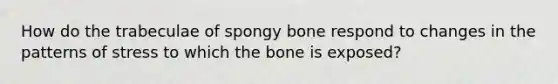 How do the trabeculae of spongy bone respond to changes in the patterns of stress to which the bone is exposed?