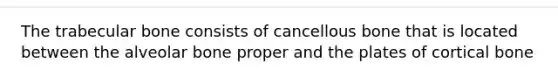 The trabecular bone consists of cancellous bone that is located between the alveolar bone proper and the plates of cortical bone