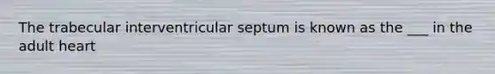 The trabecular interventricular septum is known as the ___ in the adult heart