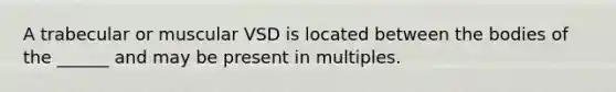 A trabecular or muscular VSD is located between the bodies of the ______ and may be present in multiples.