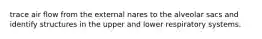 trace air flow from the external nares to the alveolar sacs and identify structures in the upper and lower respiratory systems.
