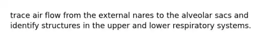 trace air flow from the external nares to the alveolar sacs and identify structures in the upper and lower respiratory systems.