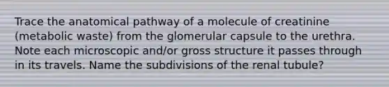 Trace the anatomical pathway of a molecule of creatinine (metabolic waste) from the glomerular capsule to the urethra. Note each microscopic and/or gross structure it passes through in its travels. Name the subdivisions of the renal tubule?