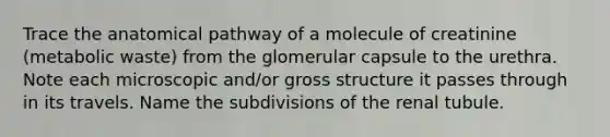 Trace the anatomical pathway of a molecule of creatinine (metabolic waste) from the glomerular capsule to the urethra. Note each microscopic and/or gross structure it passes through in its travels. Name the subdivisions of the renal tubule.