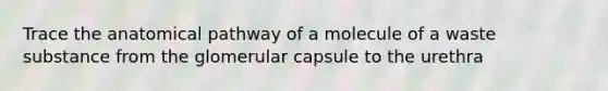 Trace the anatomical pathway of a molecule of a waste substance from the glomerular capsule to the urethra