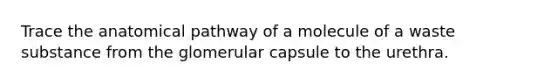 Trace the anatomical pathway of a molecule of a waste substance from the glomerular capsule to the urethra.