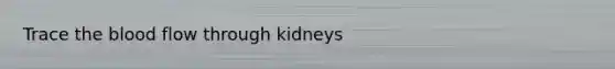 Trace the blood flow through kidneys