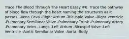 Trace The Blood Through The Heart Essay #6: Trace the pathway of blood flow through the heart naming the structures as it passes. -Vena Cava -Right Atrium -Tricuspid Valve -Right Ventricle -Pulmonary Semilunar Valve -Pulmonary Trunk -Pulmonary Artery -Pulmonary Veins -Lungs -Left Atrium -Bicuspid Valve -Left Ventricle -Aortic Semilunar Valve -Aorta -Body