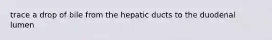 trace a drop of bile from the hepatic ducts to the duodenal lumen